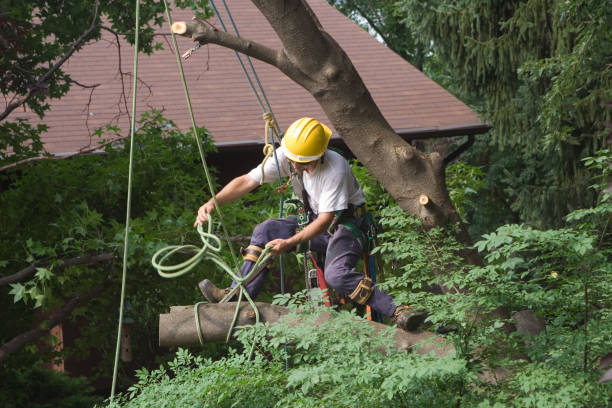 Best Tree Trimming and Pruning  in Puget Island, WA